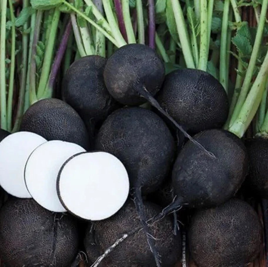 100+ BLACK SPANISH ROUND RADISH SEEDS – HEIRLOOM – ORGANIC – NON GMO – FRESH