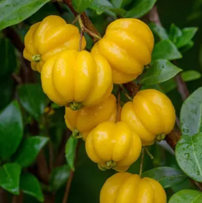 Yellow Surinam Cherry Live Plant – 4-6″ Tall – Fruit Tree for Fresh Eating
