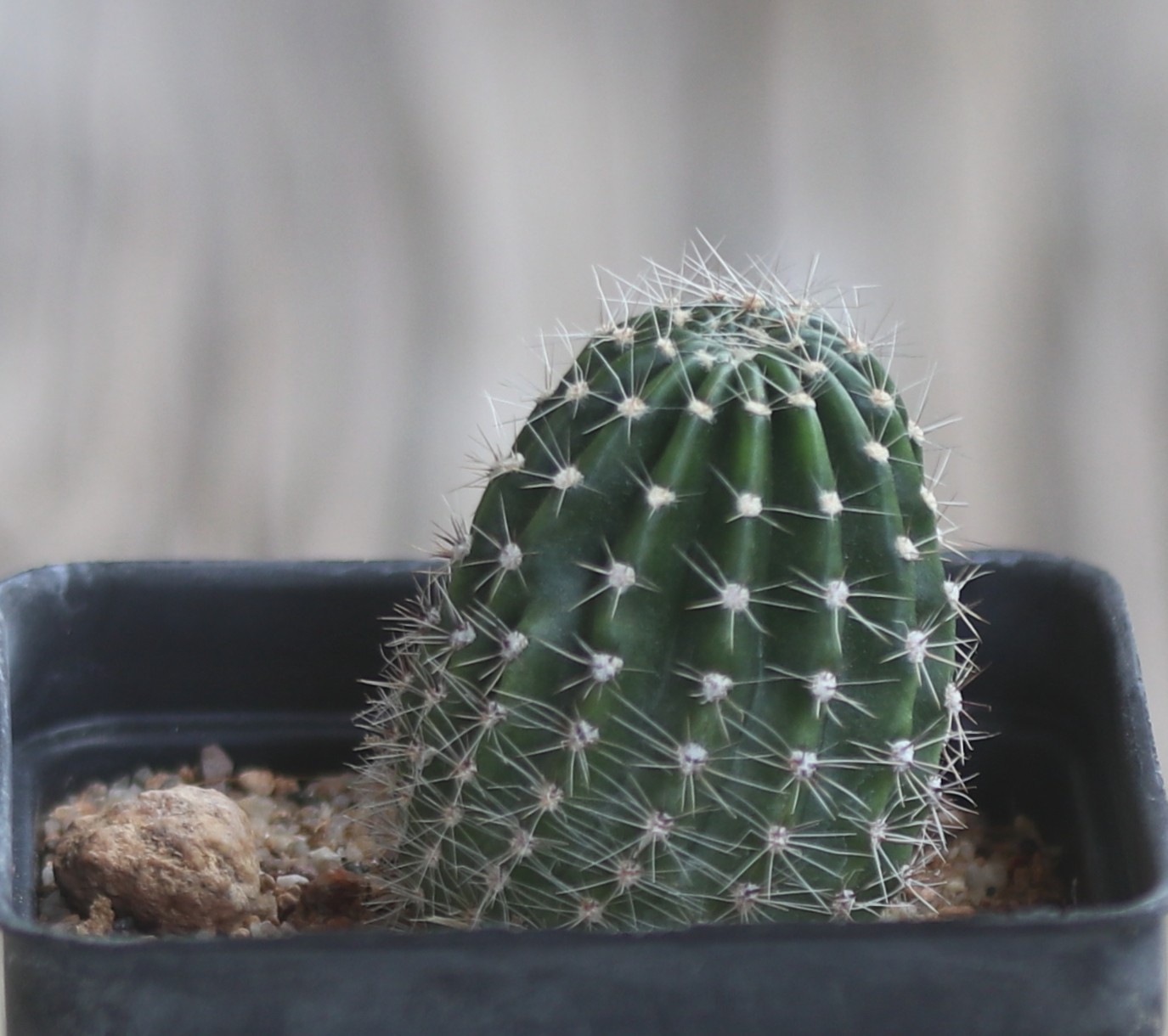 Echinopsis hybrid ‘Red 138’