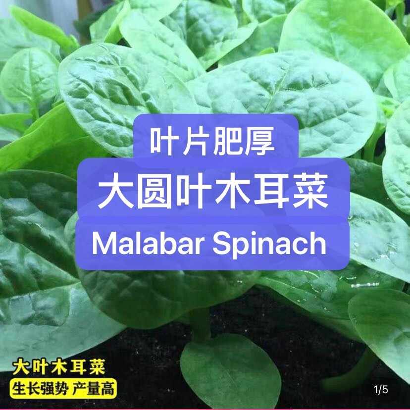 150+Malabar Spinach Mong Toi Poi Sang Ceylon seeds, easy grow 150多粒大圆叶木耳菜2023年新种