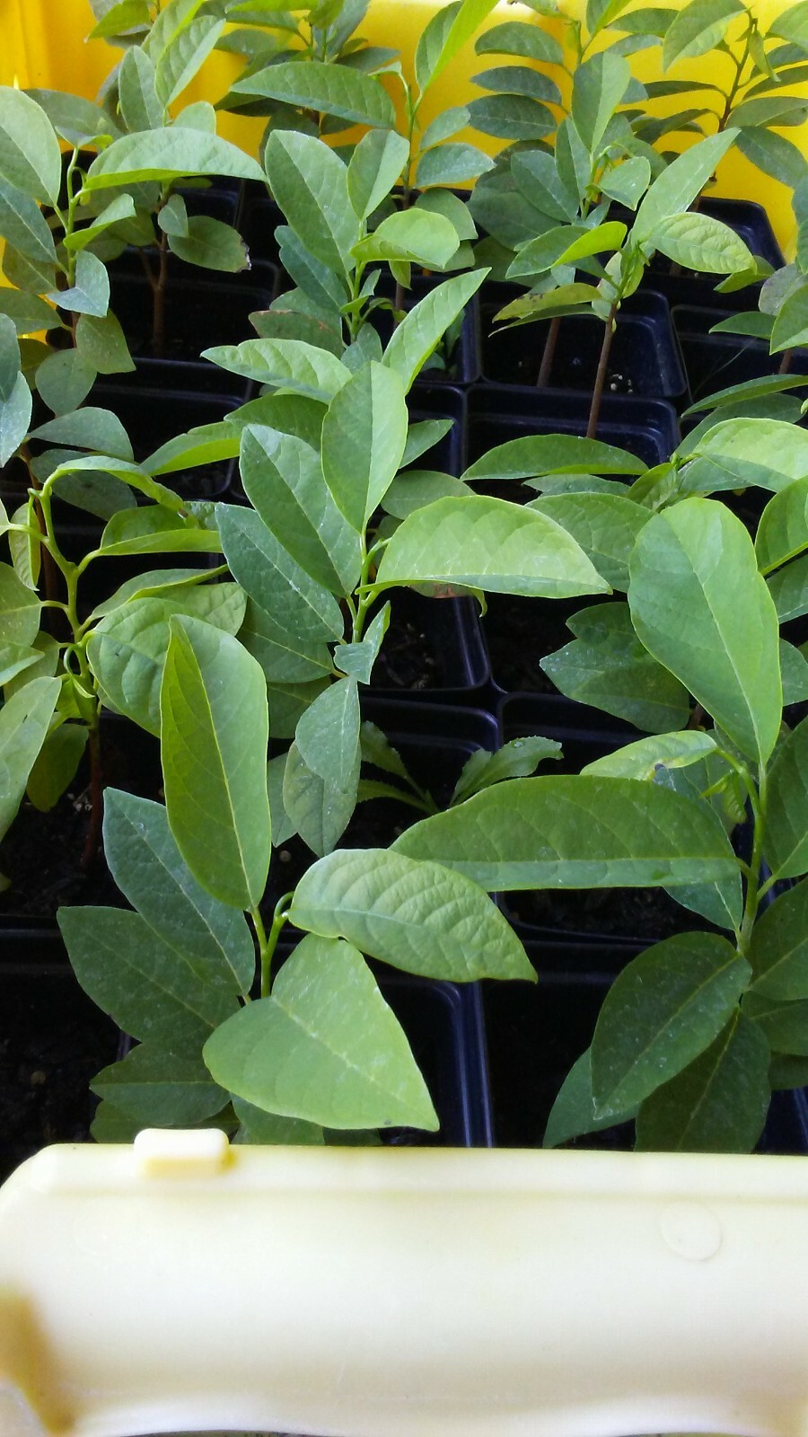 Live Apple Sugar Seedling Annona Squamosa Custard Fruit Tree Na, Mãng cầu dai
