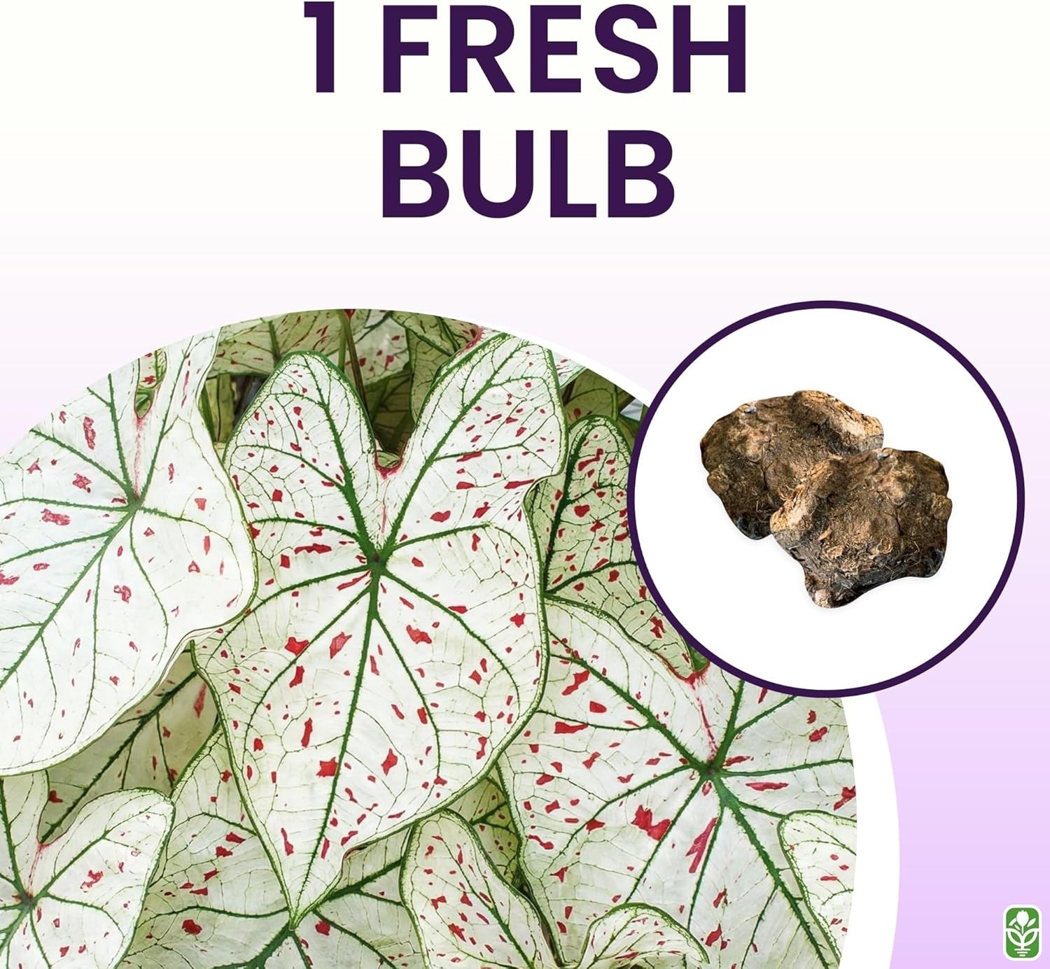 Fancy Leaf Caladium – Cranberry Star – Large Size Bulb – Hardy Zones 9-11