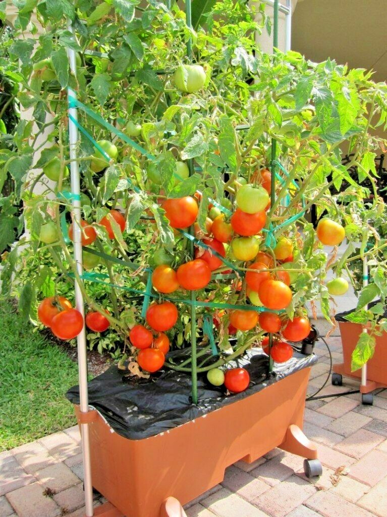 25+Patio BUSH TOMATO Seeds Organic Compact 36″ Plant Vegetable Garden Container
