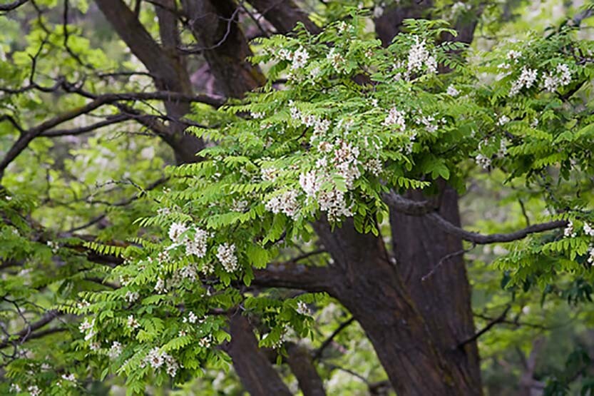Black Locust, Robinia pseudoacacia, Tree Seeds (Fast, Hardy, Fragrant)