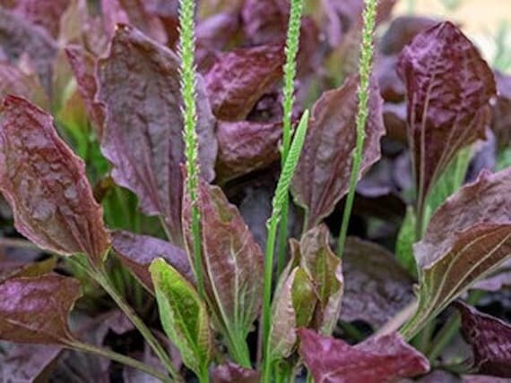 Purple Plantain Seeds, organic (Rubrifolia)