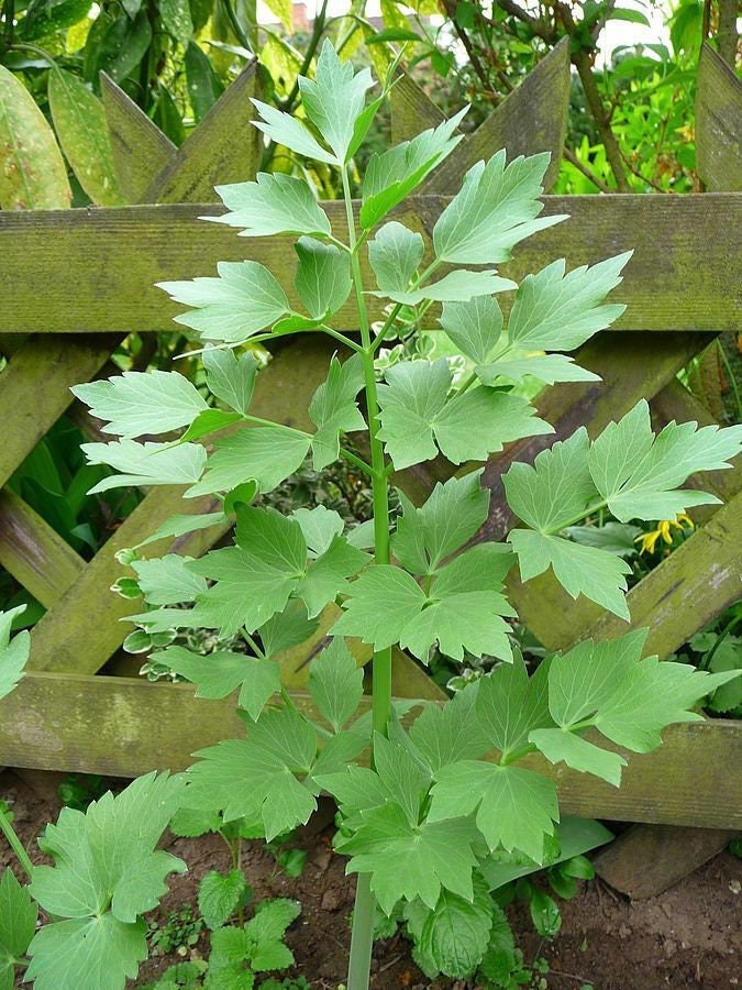 Lovage Seeds Levisticum Officinale, Shipped with Tracking, Herb Garden Seeds