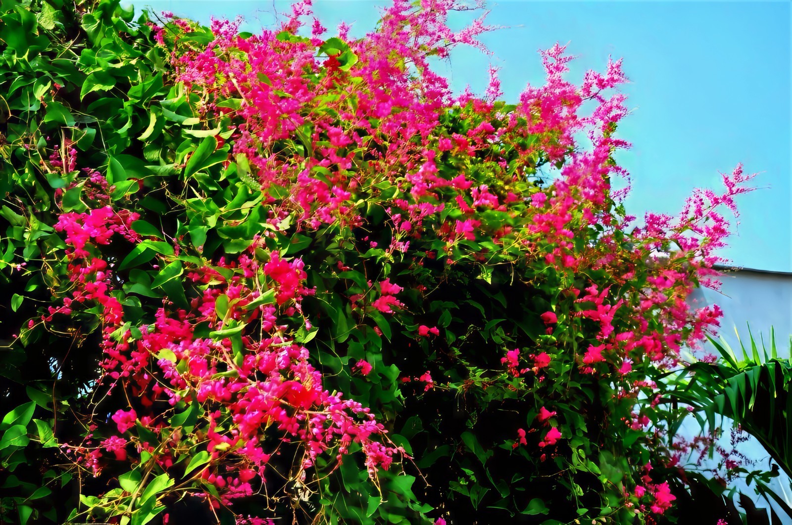 CORAL VINE SEEDS (Antigonon Leptopus) Mexican Creeper Chain of Love Pink Flower