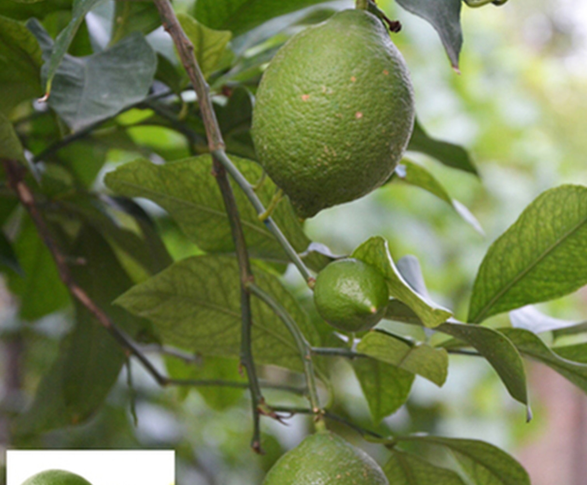 (10) LEMON/LIME SEEDS perennial garden bed citrus bush plant USA SELLER W/TRACK