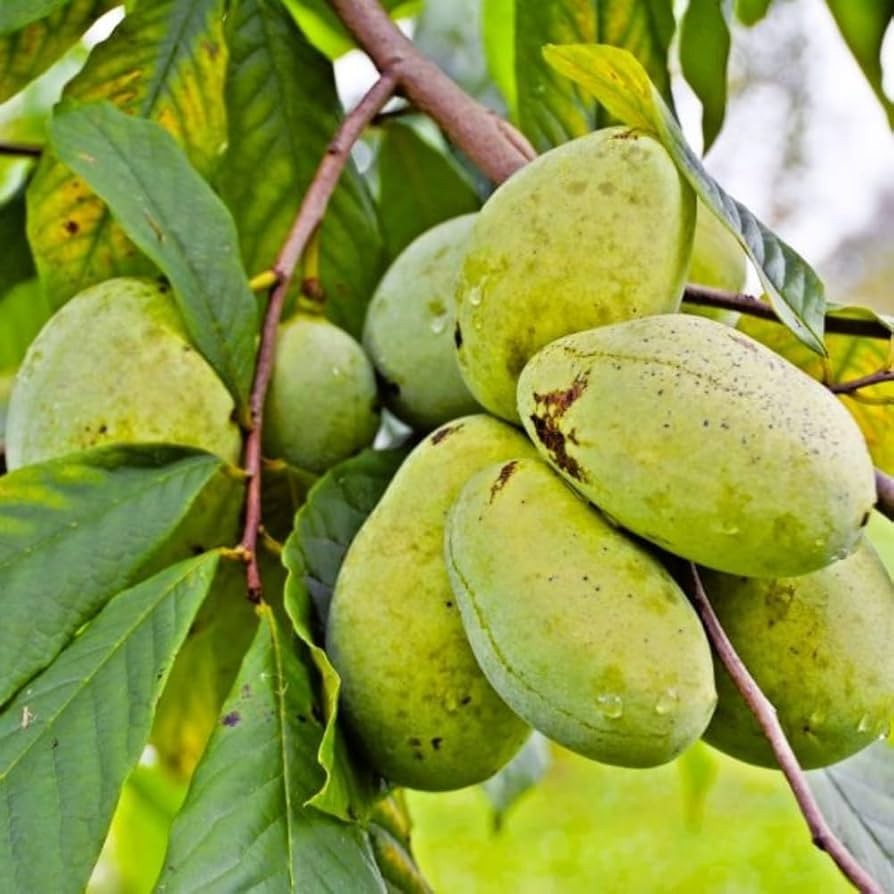 10 Pawpaw Seeds for Planting – Asimina triloba Tree Seeds, Rare Paw Paw Fruit