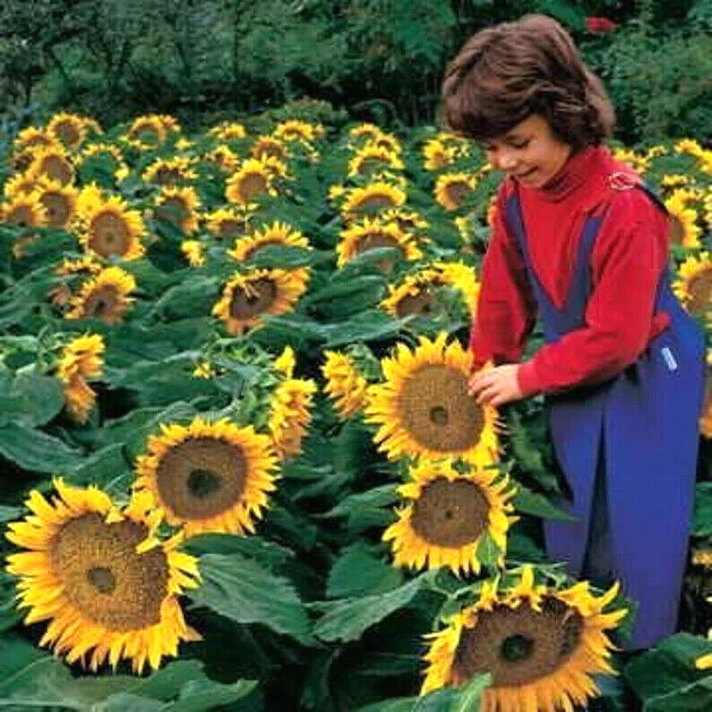 Dwarf Sunspot Short SunFlower 60+ Seeds~from “My Brooklyn Botanical Garden Club”