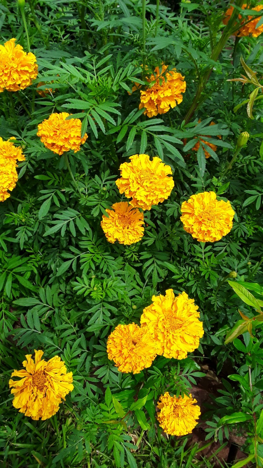 300 African Marigold Crackerjack mixed Tagetes erects. Annual Flower