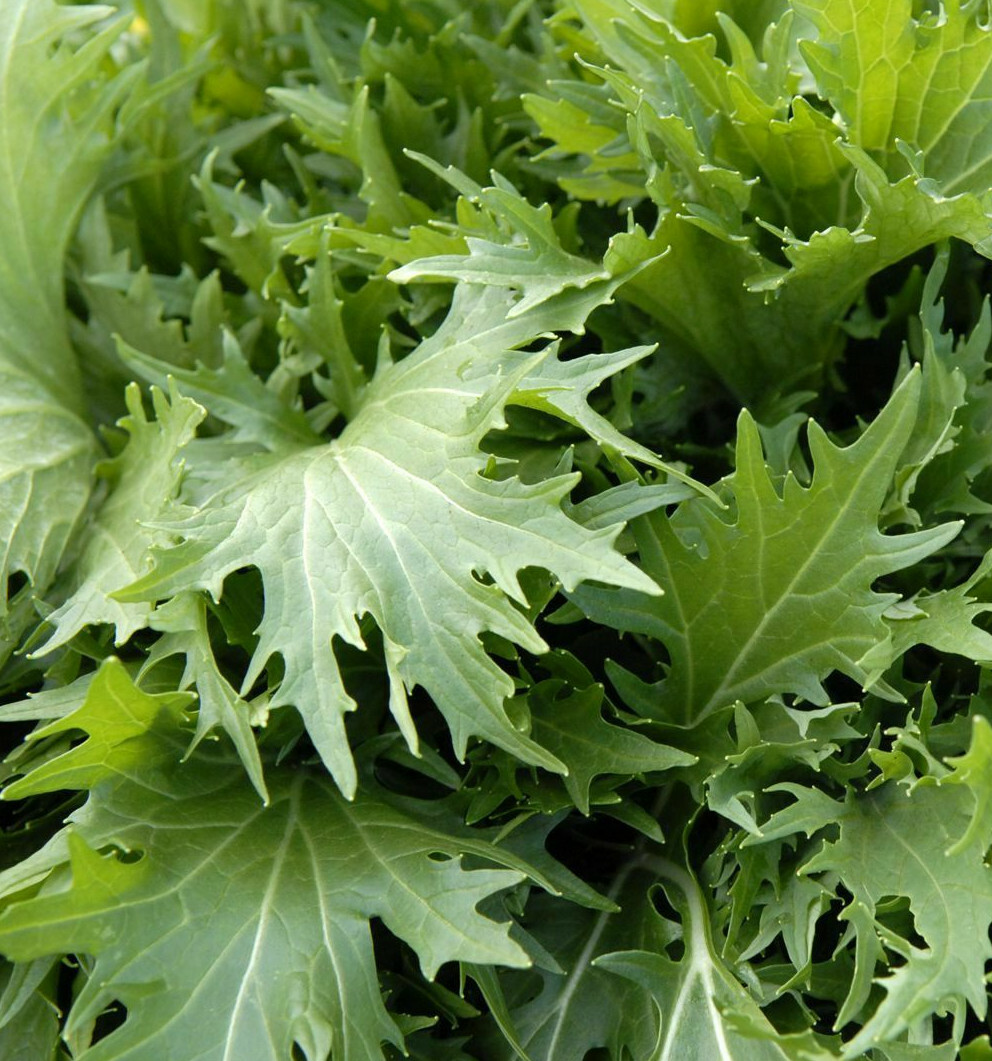 Mizuna Mustard Greens Seeds | Japanese Water Green Salad Peppergrass Seed 2024