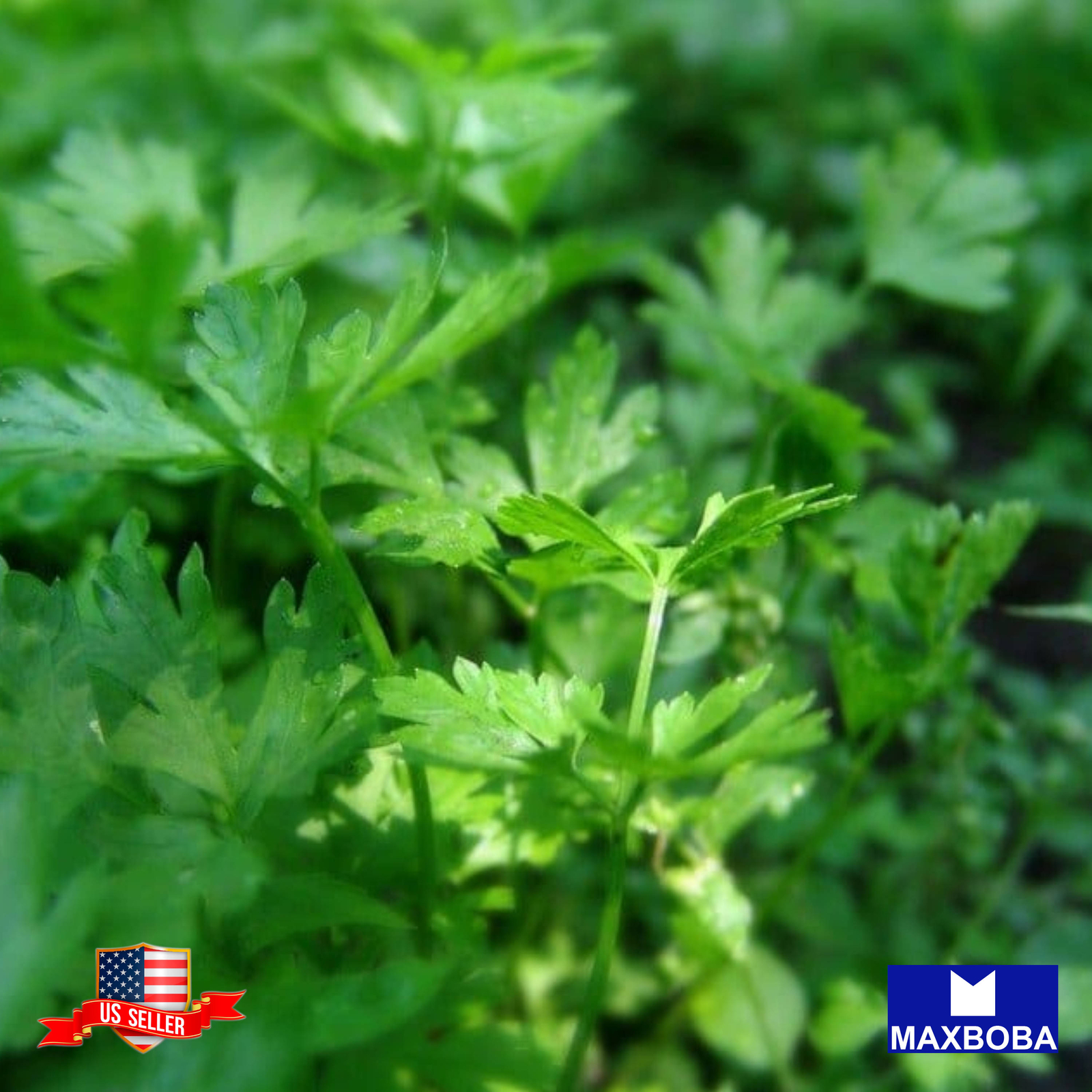 700+ Parsley Seeds Dark Green Italian Flat-leaf Non-GMO Heirloom BOGO 50% OFF