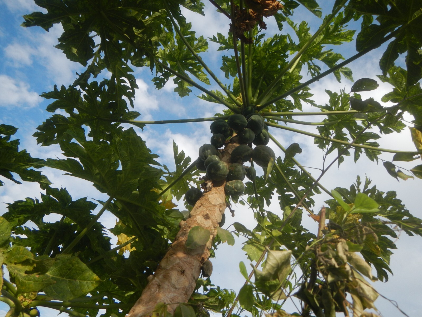 Carica papaya 30 Seeds -Papaya