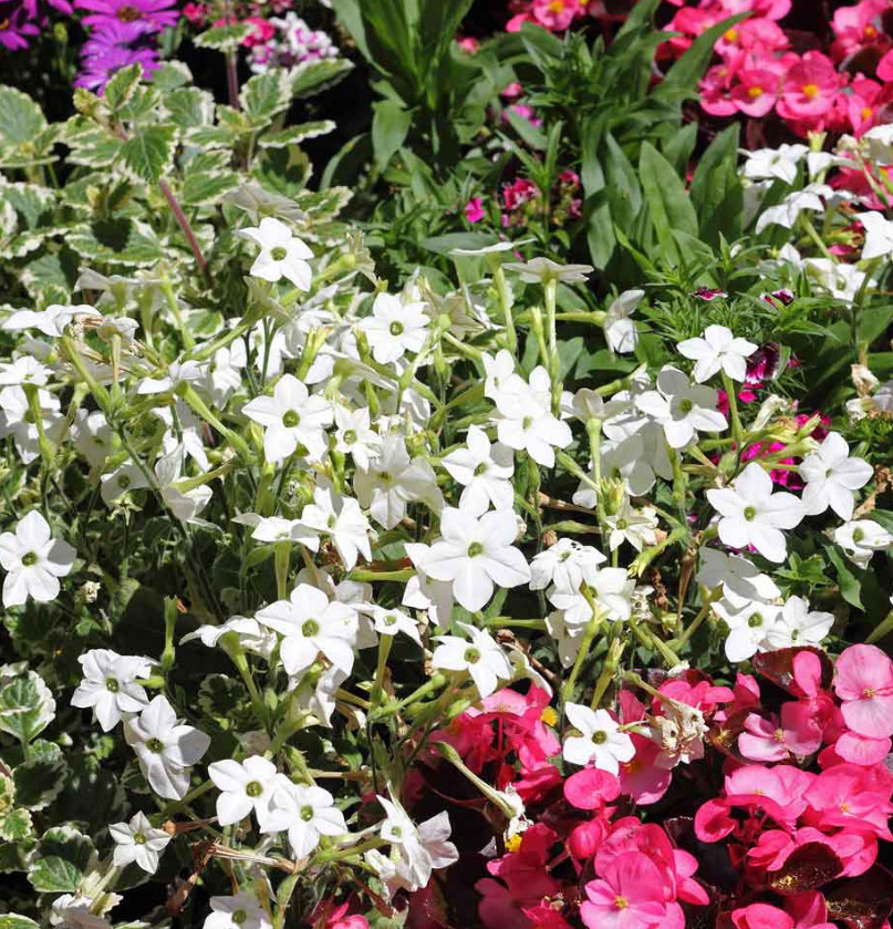 Tobacco JASMINE WHITE Nicotiana alata Fragrant Night Blooms Non-GMO 500 Seeds