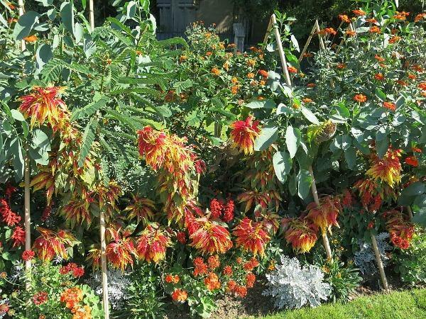 Amaranthus tricolor | Edible Amaranth | Tampala | Joseph’s Coat | 100 Seeds