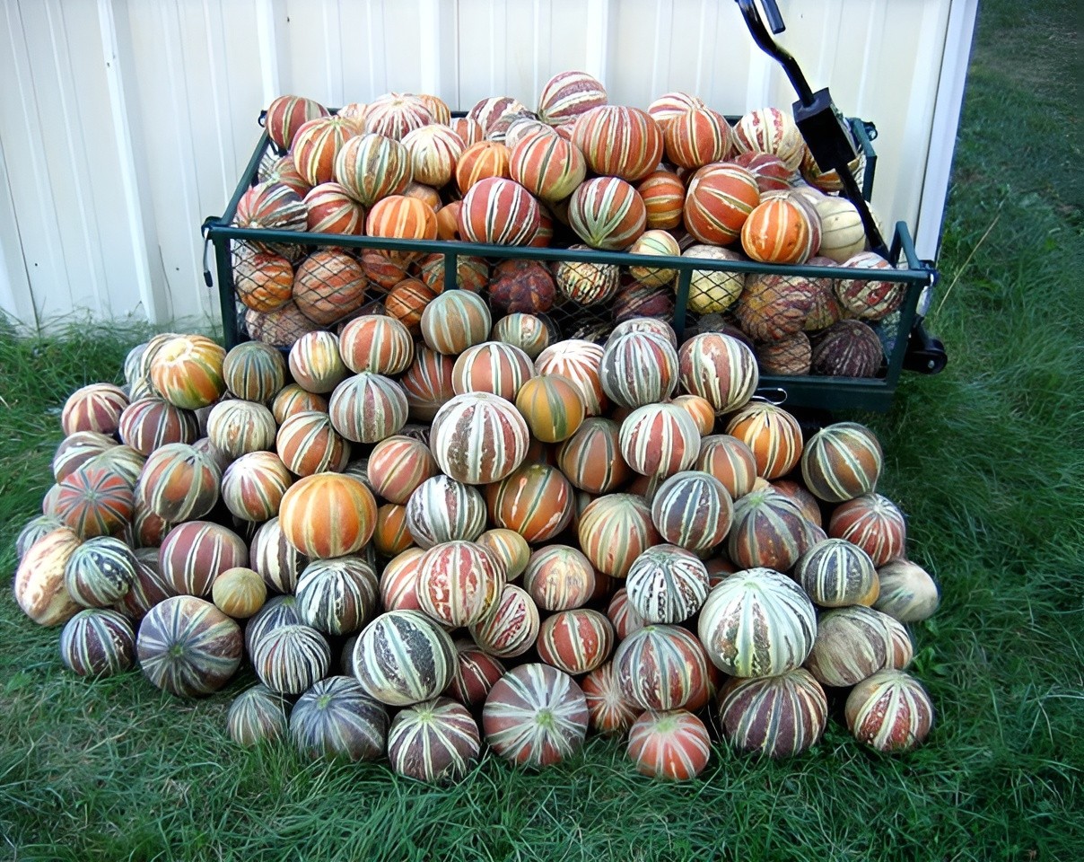 25 Heirloom Kajari Melon Seeds – Exotic Striped Sweet High Yielding Indian Melon