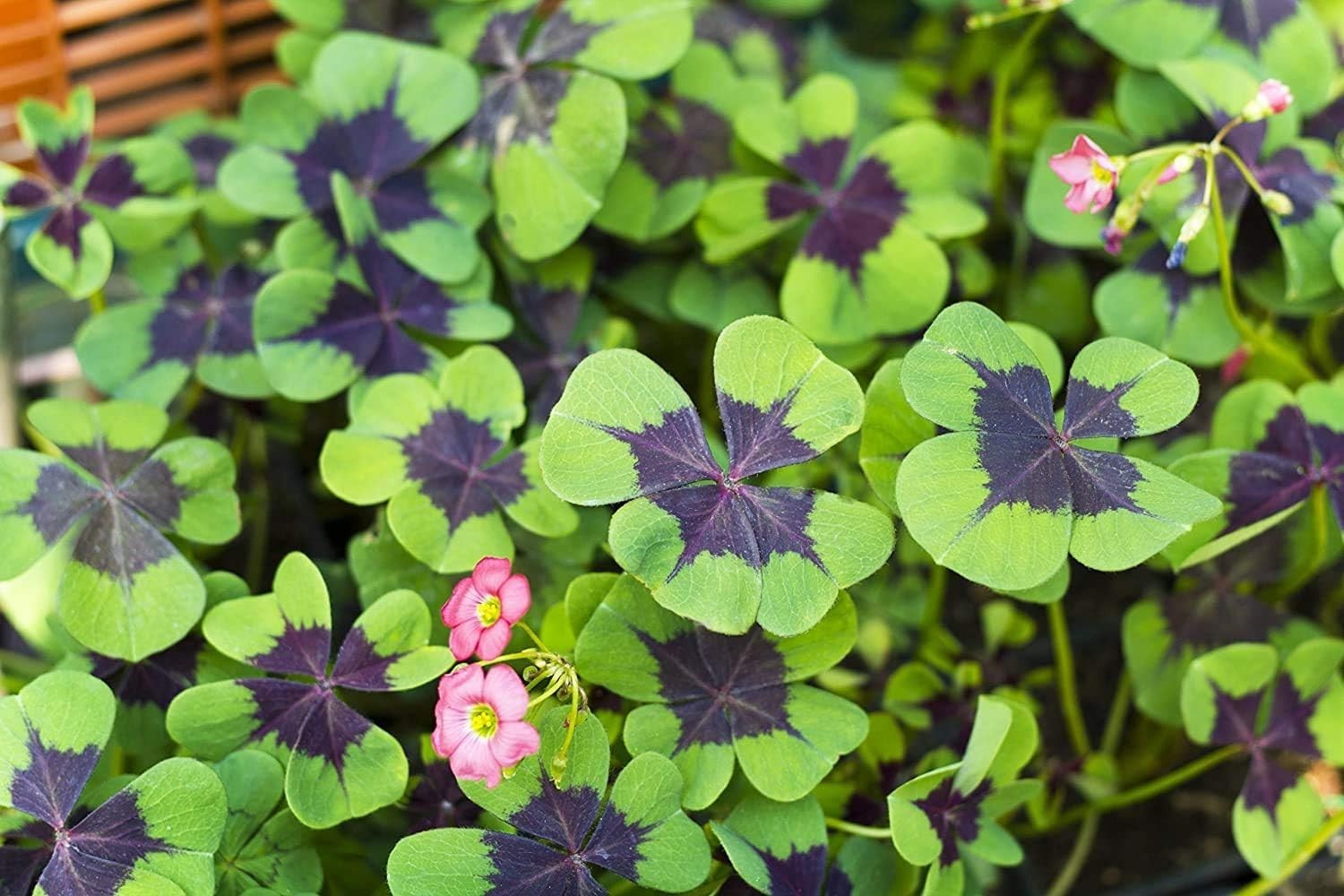 Indoor/Outdoor 20 Pack Good Luck Shamrock Bulbs – Iron Cross for All Seasons