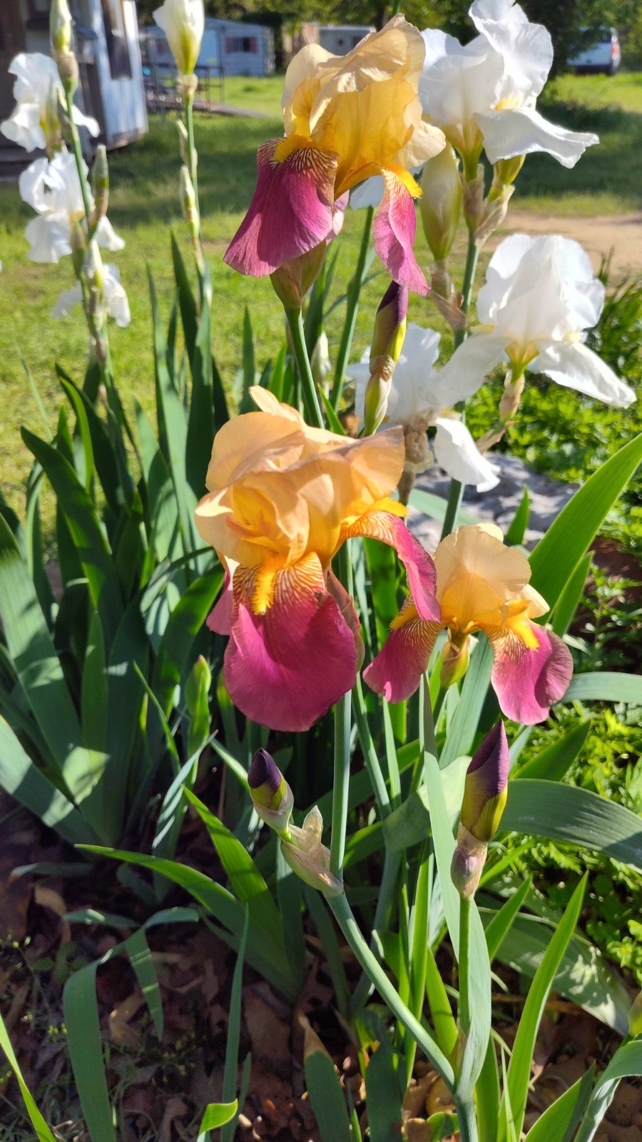 10 Mixed Iris Rhizomes – Random Colors – Easy Perennials – Free Shipping