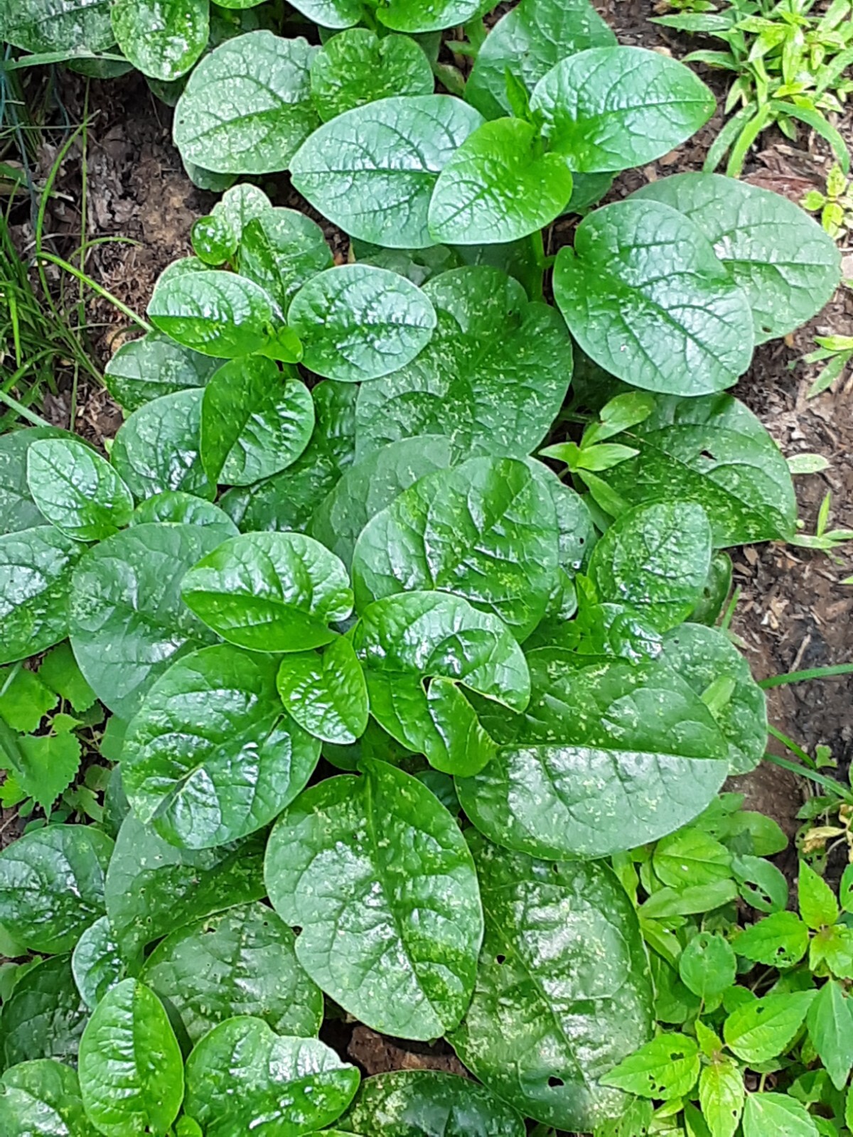 25+Green Malabar Spinach seeds(Asian spinach, MongToi Mu er cai ,Vine Spinach).