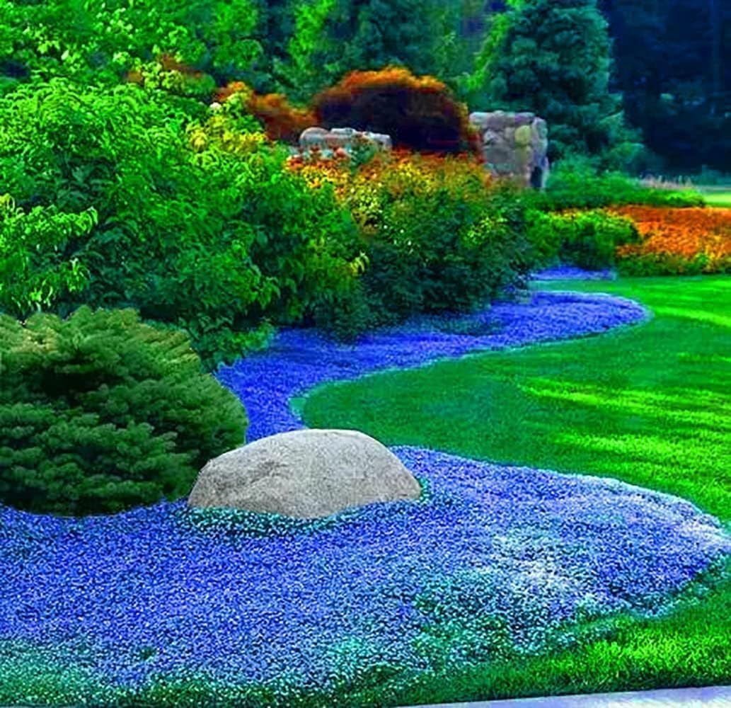 20000+ Creeping Thyme Seeds for Planting, Dwarf Ground Cover Plants,Ornamenta…