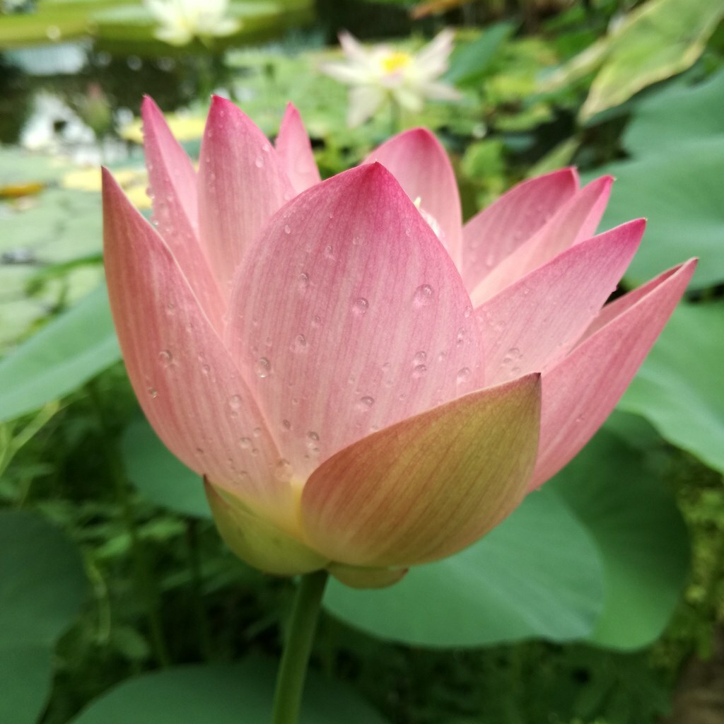 Nelumbo nucifera Sacred Pink Lotus 8 seeds