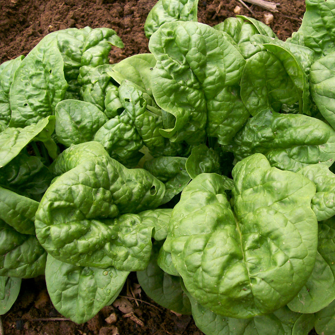 Fresh Premium Bloomsdale Spinach Seeds | Heirloom Non-GMO | Vegetable Seeds