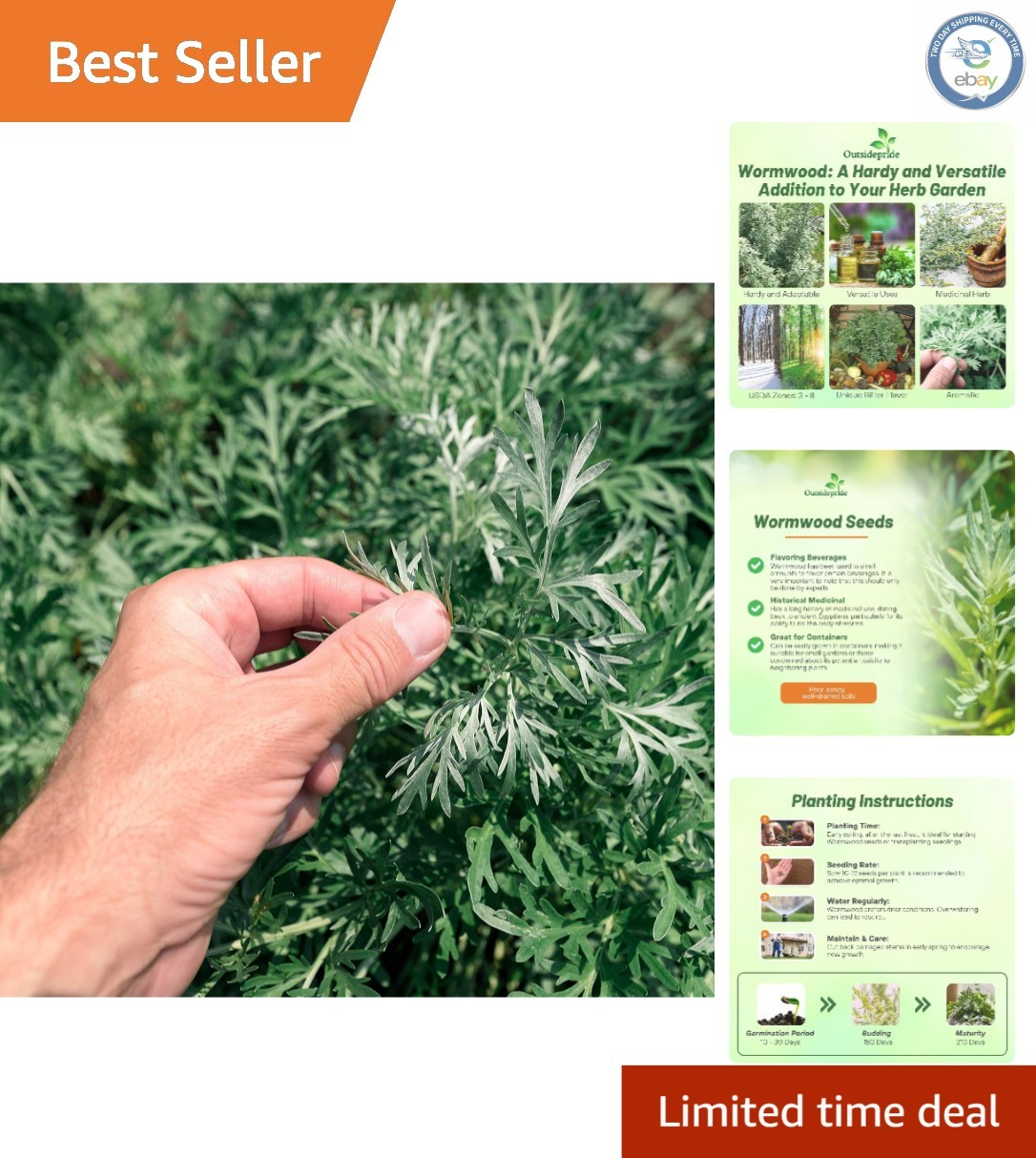 Low-Maintenance Wormwood Seeds – 5000 Pcs for Wildlife-Friendly Gardens