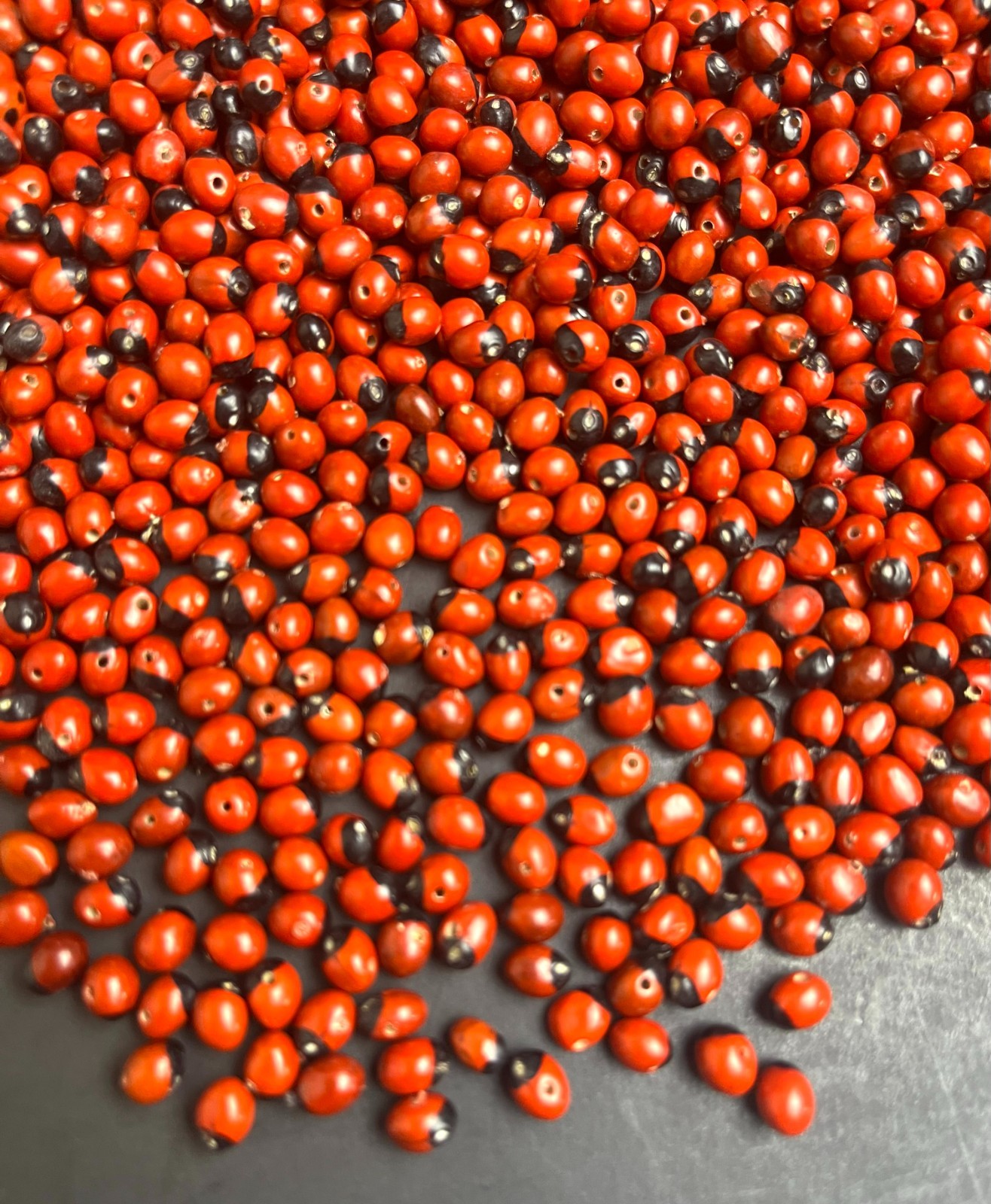 Lot of 100 New Baby Huayruro Seeds Red and Black Drilled 5 to 6 mm