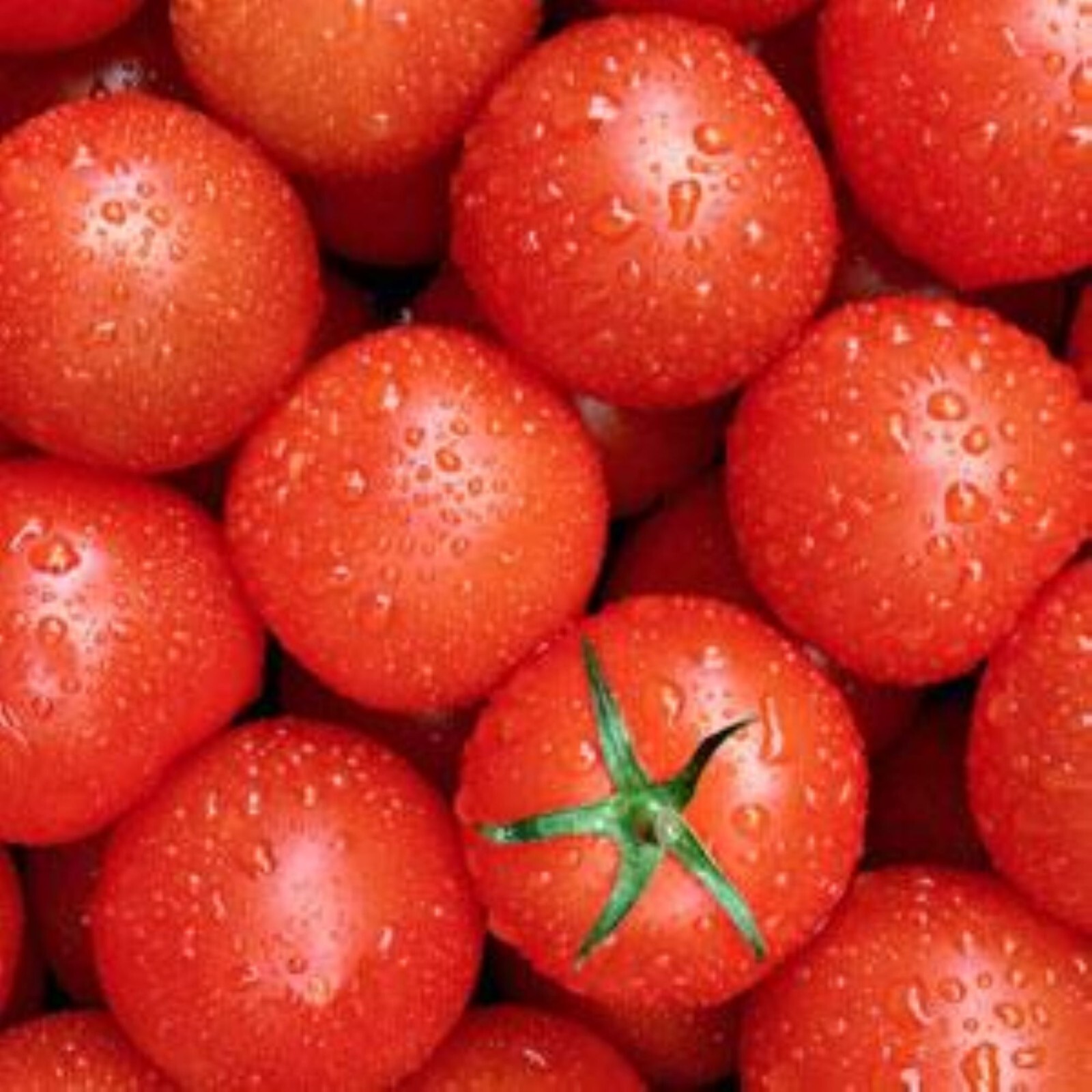 42 Day Tomato Seeds 30 Count