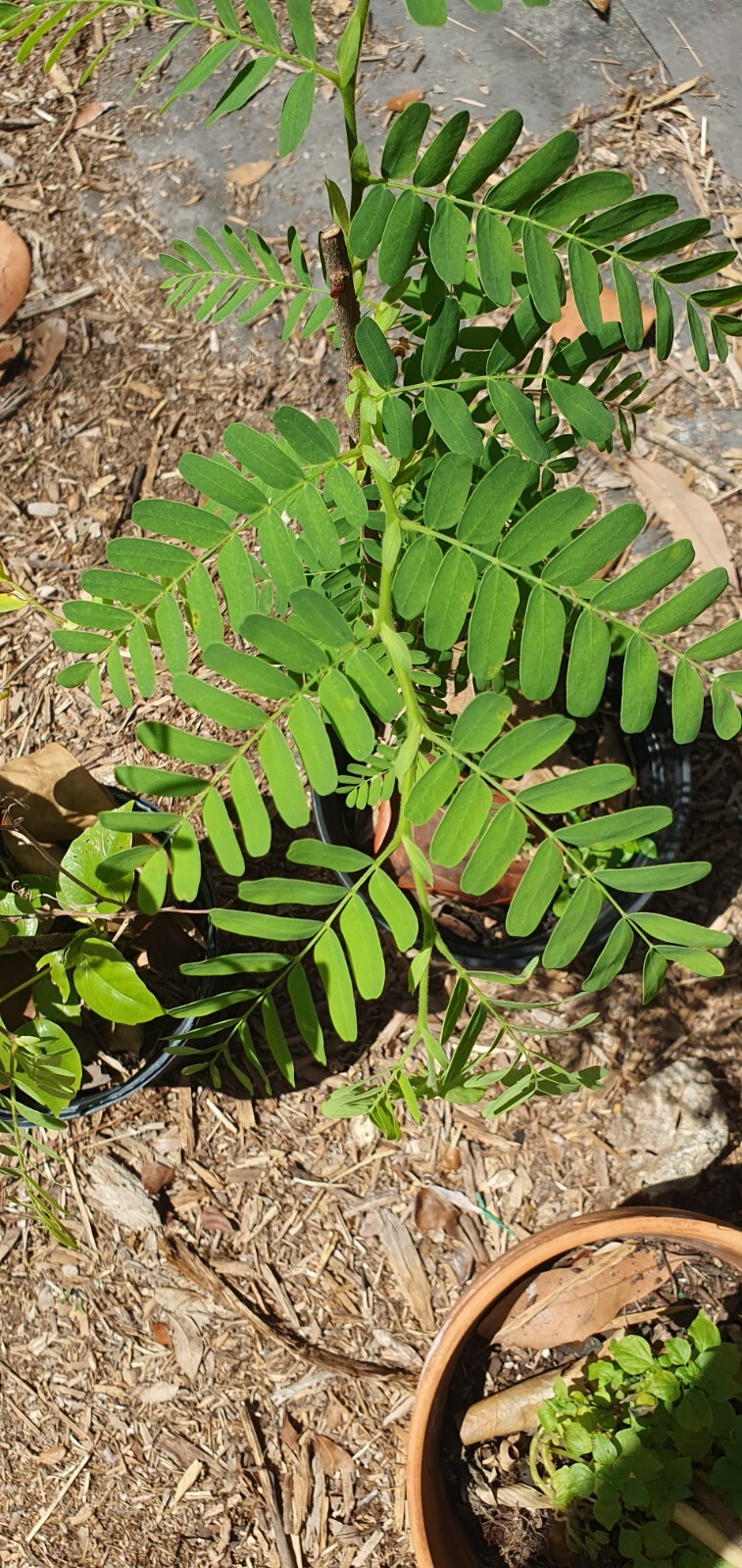 Tamarind seedling, sweet variety, Tamarindus Indica, 24″ + seedlings.
