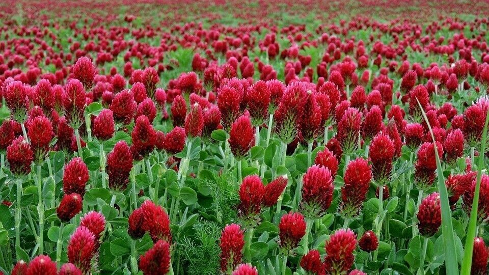 600+ Clover CRIMSON RED SEEDS – Pollinator Food – Cover Crop – NON GMO — FRESH