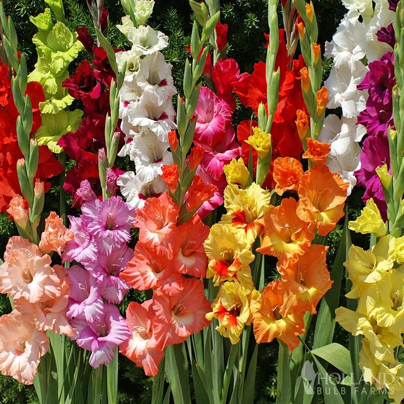 Assorted Gladiolus Flower Bulbs – 100 Count – Vibrant Cut Flowers for Gardens