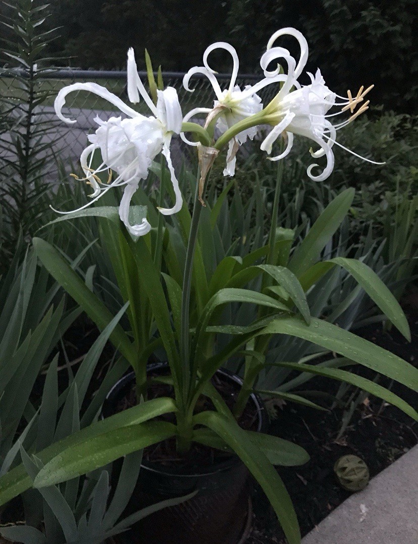 6 Peruvian Daffodil Blooming Size Bulbs Spider Lilies Rabbit Resistant! Nice!
