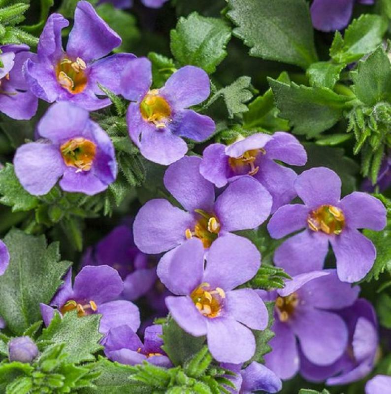 BIN#1R5D1 Bacopa Seeds Bluetopia 25 Multi Pelleted Seeds