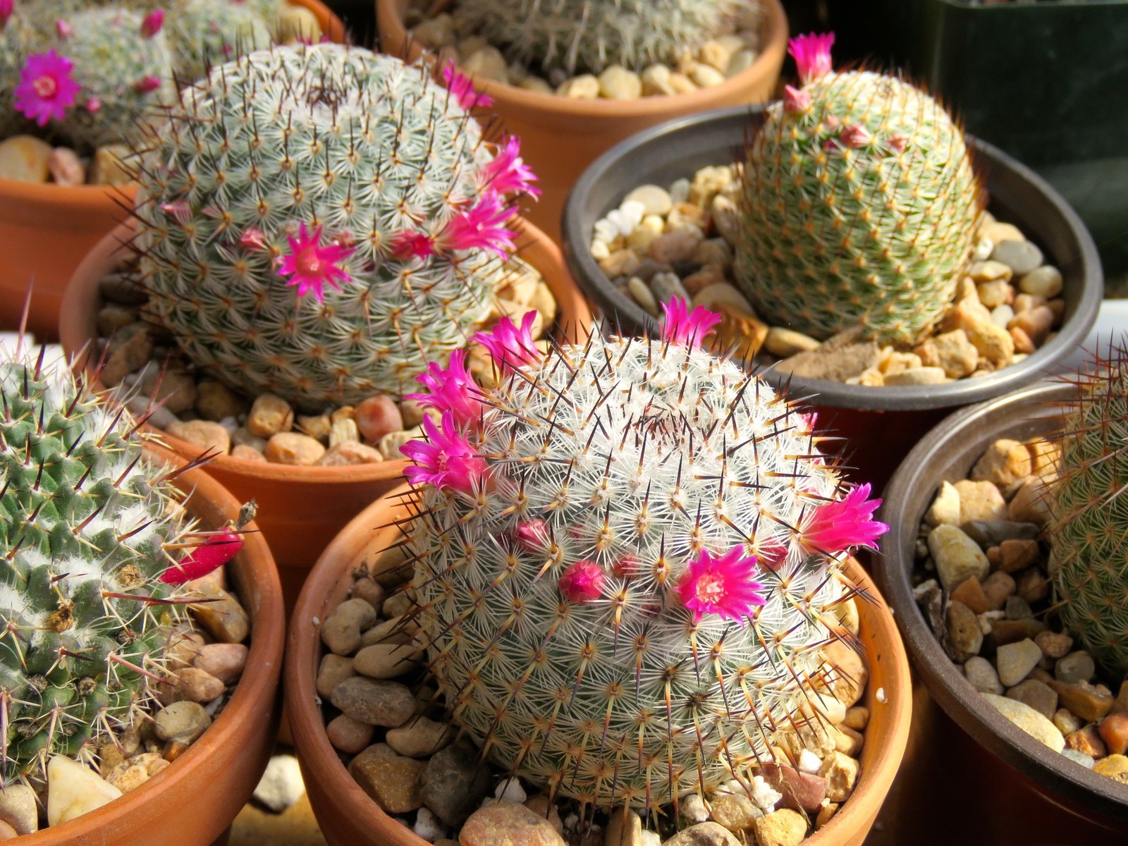 Seed- Mammillaria haageana 25+ seeds (2024)