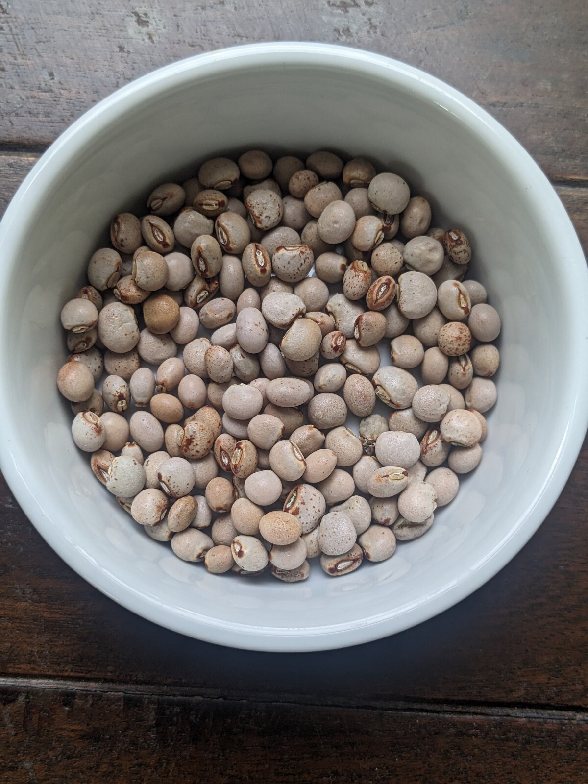 1 POUND Gandules Seeds (Pigeon Peas, cajanus cajan, frijoles), NON-GMO