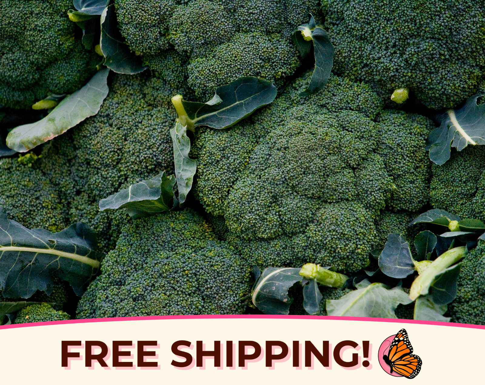 2500+ Broccoli Seeds ‘Waltham 29’ | Heirloom, Non-GMO, Vegetable Gardening Seed