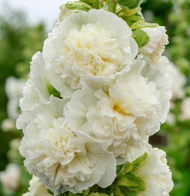Hollyhock CHATER’S DOUBLE WHITE Peony Flowered Blooms Biennial Non-GMO 25 Seeds