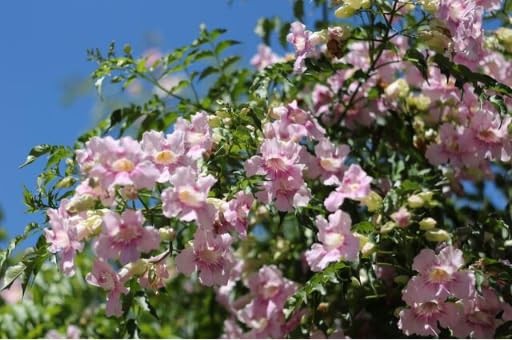 Trumpet Vine Seeds for Planting 300+ Seeds, Mix Color, NonGMO Heirloom, Trum…