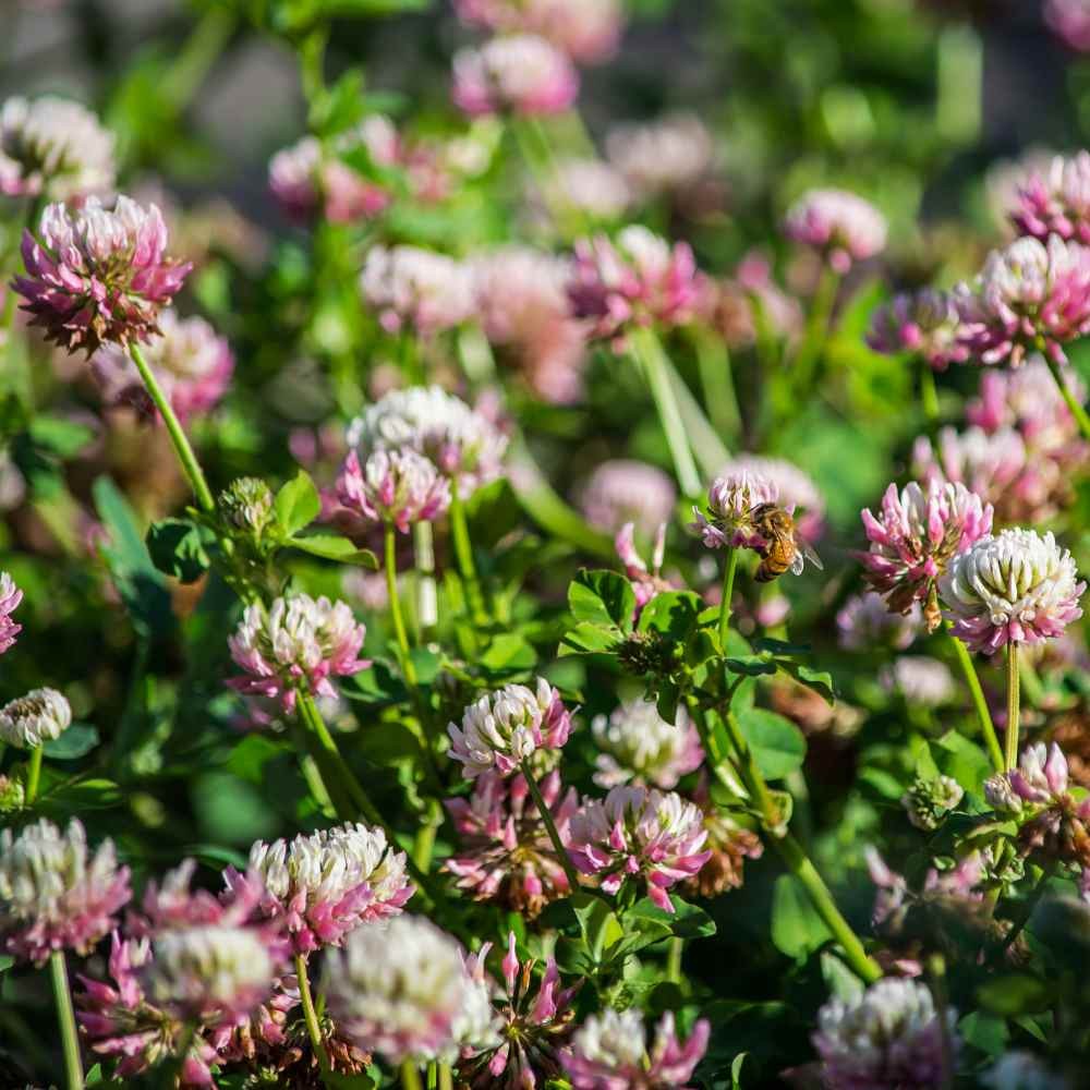 10 LBS – Inoculated Alsike Clover Seed From Outsidepride – Trifolium Hybridum