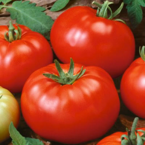 Beefsteak Tomato Seeds | Heirloom / Non-GMO | Free Shipping | Seed Store | 1020