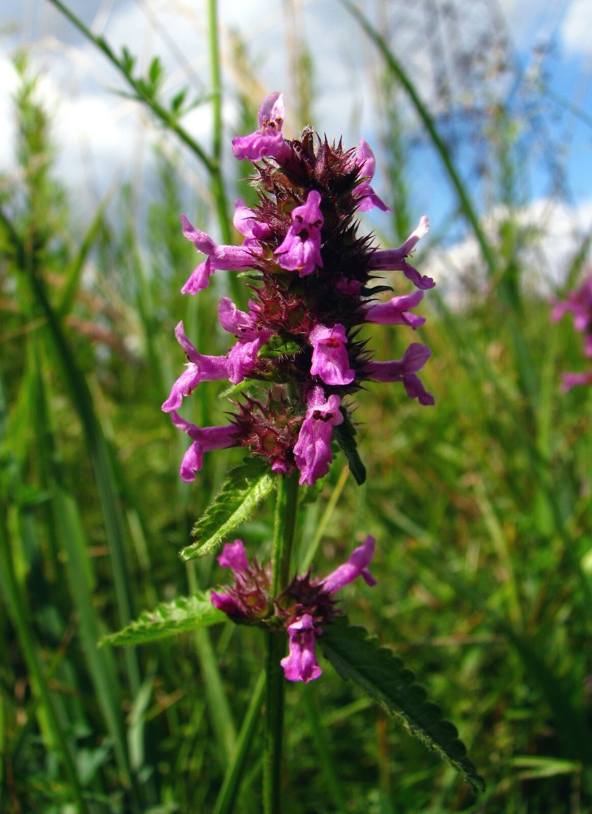 Betony Seeds – Stachys officinalis Seeds – Multiple Quantities