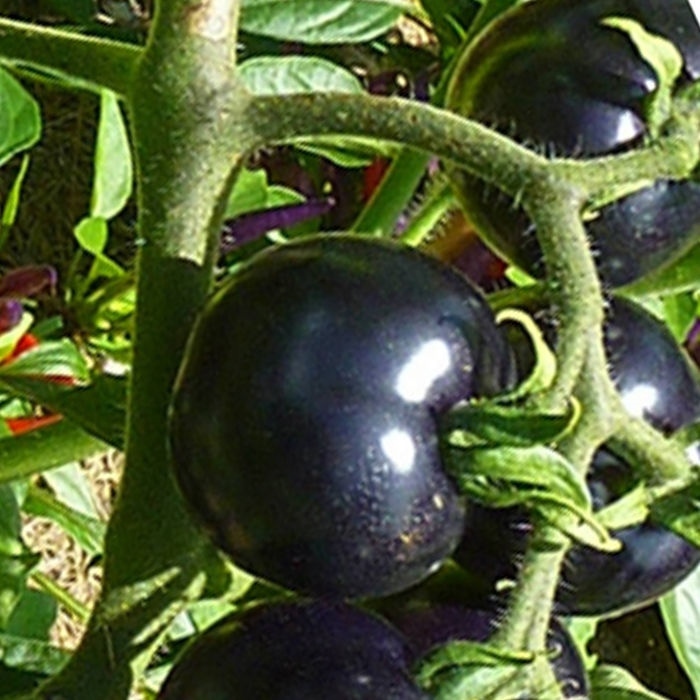 EUROPEAN BLACK CHERRY TOMATOES 30 SEEDS SWEET TASTY HEIRLOOM NON-GMO RARE JUICY