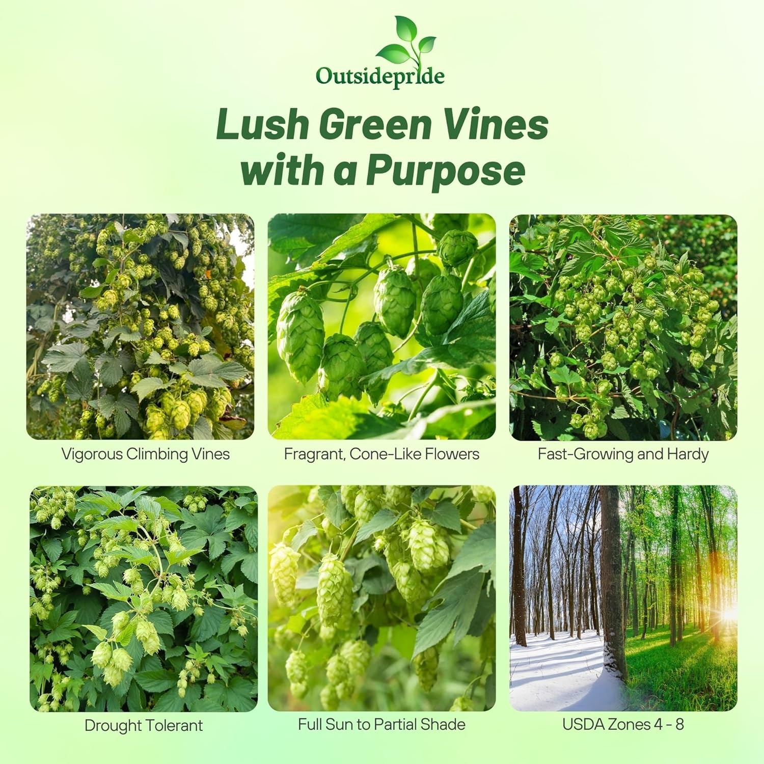 100 Seeds Humullus Lupulus Hops Flower Seeds