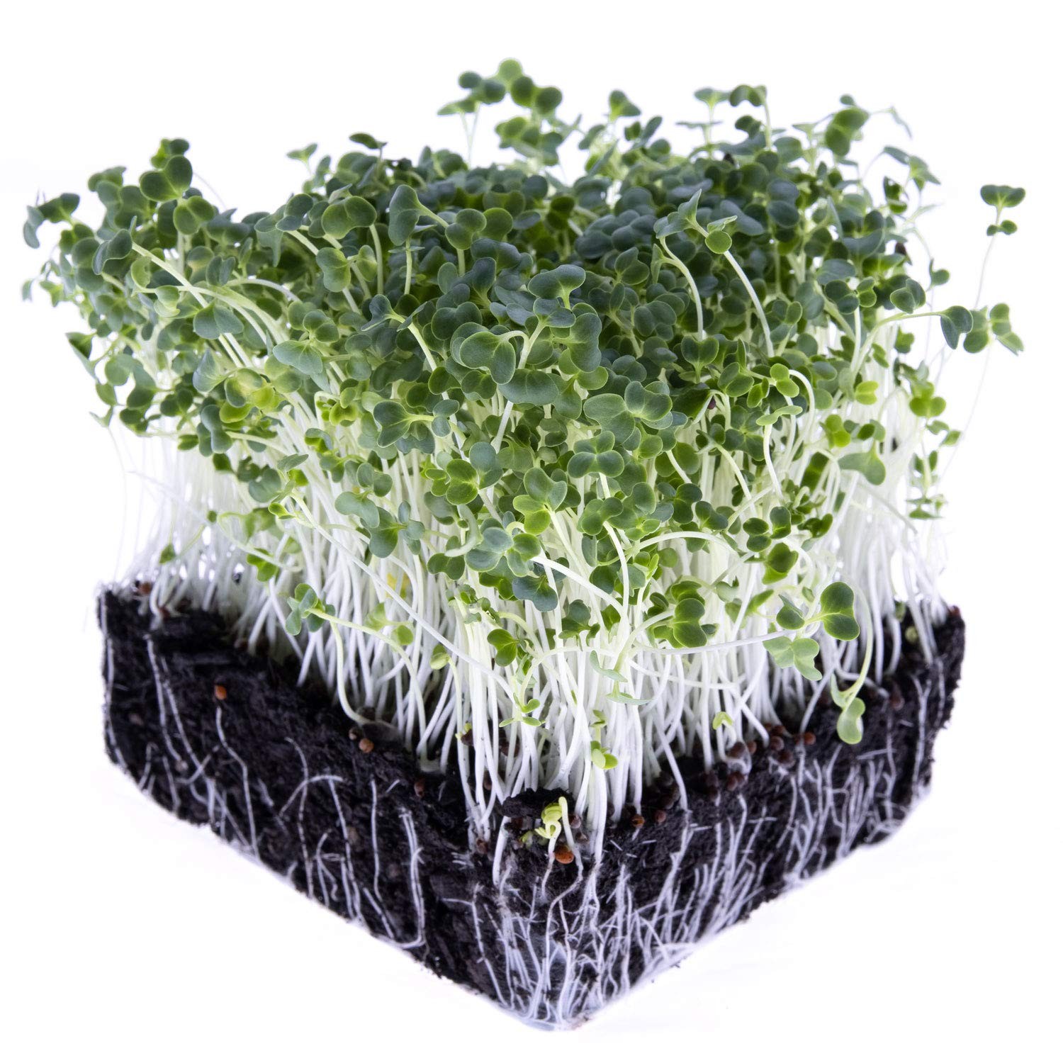 Broccoli Sprouting Microgreen Seeds Salad Edible Greens Sprout Gardening 1 LB…