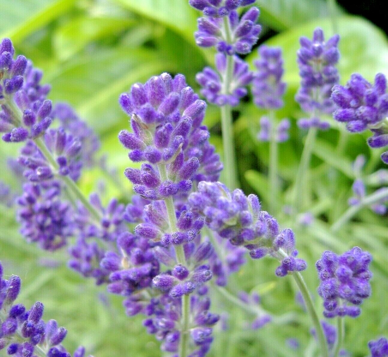 800+ LAVENDER SEEDS AUTUMN PERENNIAL MOSQUITO BUG REPELLING HERB BEES NON-GMO US
