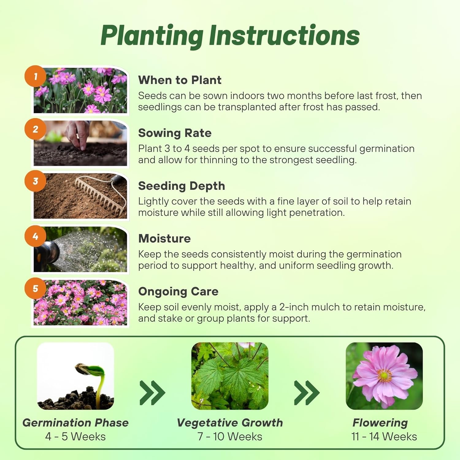 200 Seeds Anemone Seeds – Japonica Flower Seed