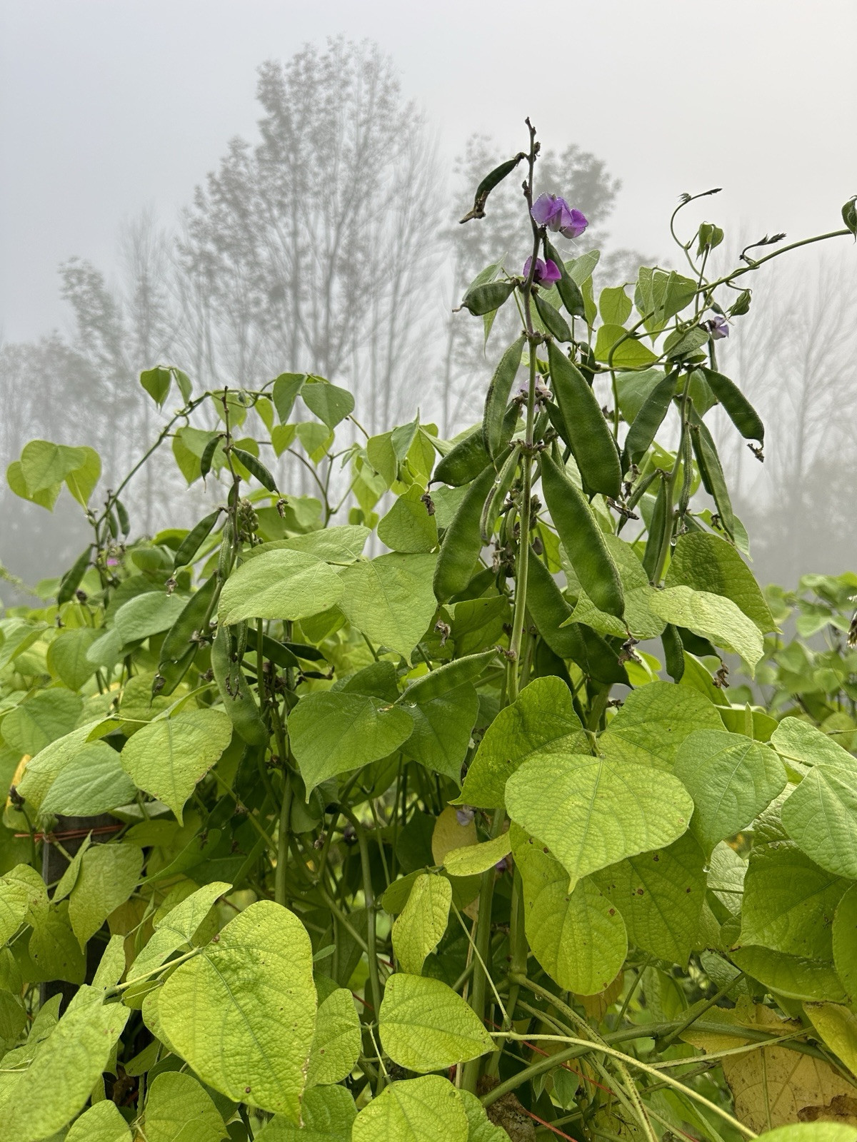 Country Bean Bari – 1 Bangladeshi Flat Bean 10 Deshi Shim Seeds