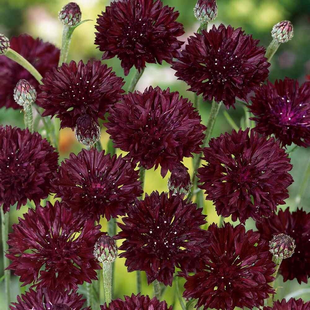 CORNFLOWER BACHELOR’S BUTTON BLACK BALL Centaurea Cyanus – 20+count seeds